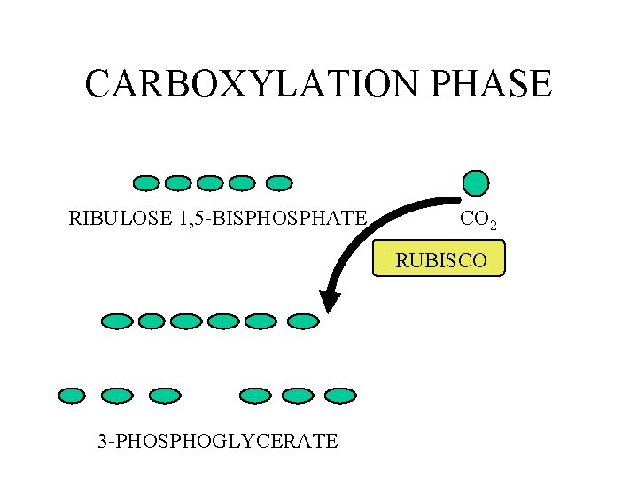 CARBOXYLATION PHASE RIBULOSE 1, 5 -BISPHOSPHATE CO 2 RUBISCO 3 -PHOSPHOGLYCERATE 