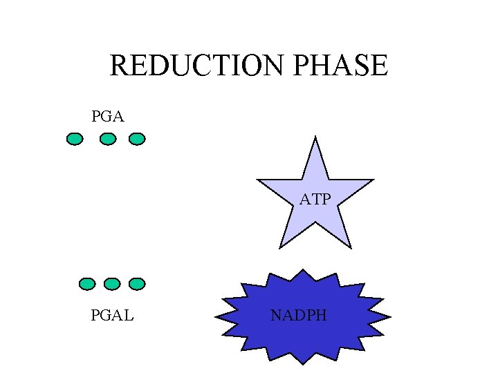 REDUCTION PHASE PGA ATP PGAL NADPH 