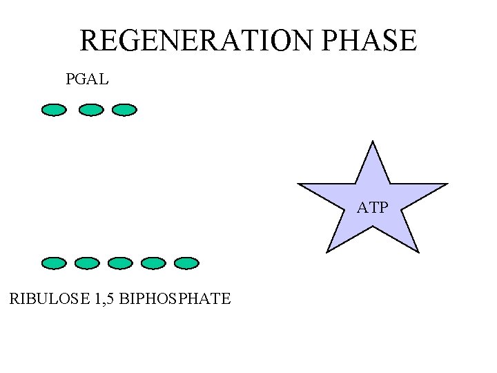 REGENERATION PHASE PGAL ATP RIBULOSE 1, 5 BIPHOSPHATE 