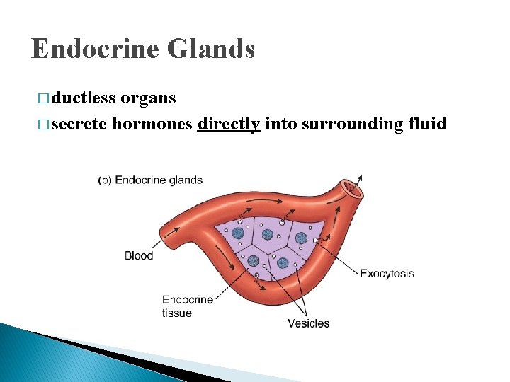 Endocrine Glands � ductless organs � secrete hormones directly into surrounding fluid Endocrine Glands � ductless organs � secrete hormones directly into surrounding fluid