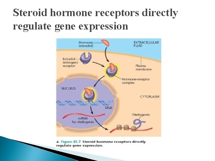 Steroid hormone receptors directly regulate gene expression Steroid hormone receptors directly regulate gene expression