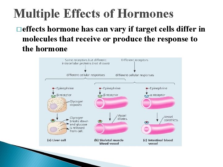 Multiple Effects of Hormones � effects hormone has can vary if target cells differ Multiple Effects of Hormones � effects hormone has can vary if target cells differ