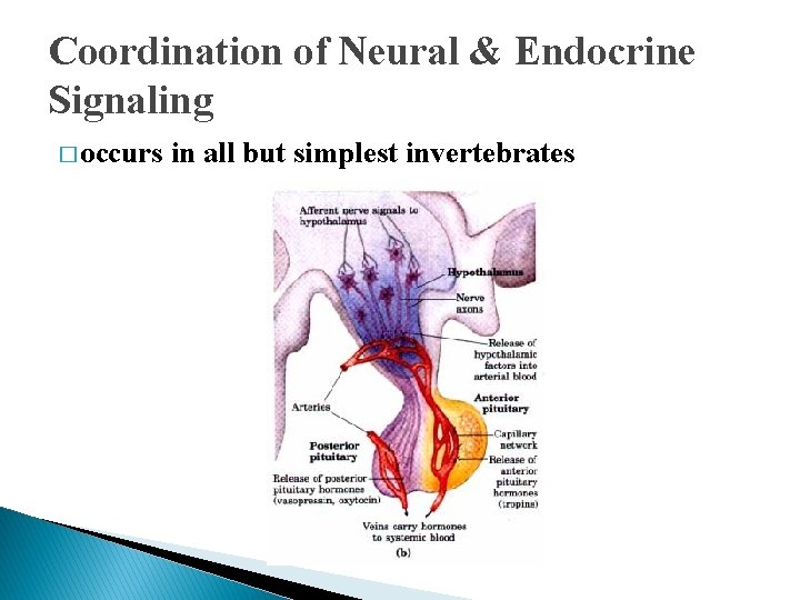 Coordination of Neural & Endocrine Signaling � occurs in all but simplest invertebrates Coordination of Neural & Endocrine Signaling � occurs in all but simplest invertebrates