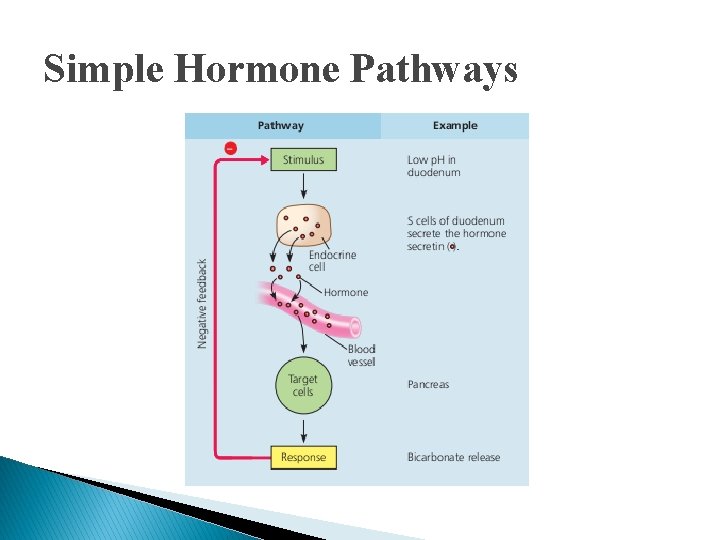 Simple Hormone Pathways Simple Hormone Pathways