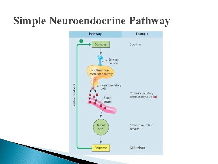 Simple Neuroendocrine Pathway Simple Neuroendocrine Pathway