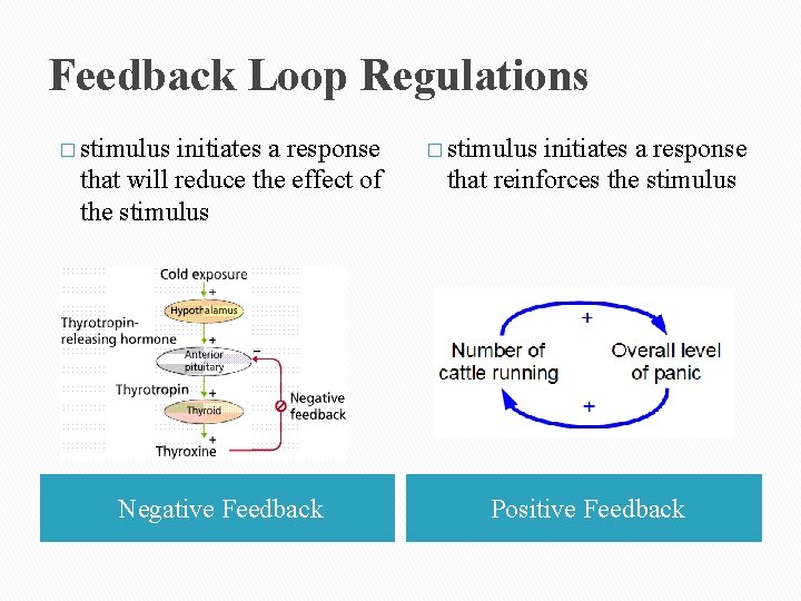 Feedback Loop Regulations � stimulus initiates a response that will reduce the effect of Feedback Loop Regulations � stimulus initiates a response that will reduce the effect of