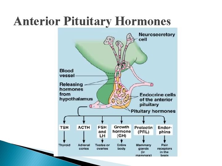 Anterior Pituitary Hormones Anterior Pituitary Hormones