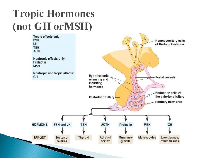 Tropic Hormones (not GH or. MSH) Tropic Hormones (not GH or. MSH)