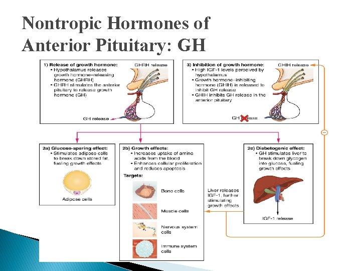 Nontropic Hormones of Anterior Pituitary: GH Nontropic Hormones of Anterior Pituitary: GH