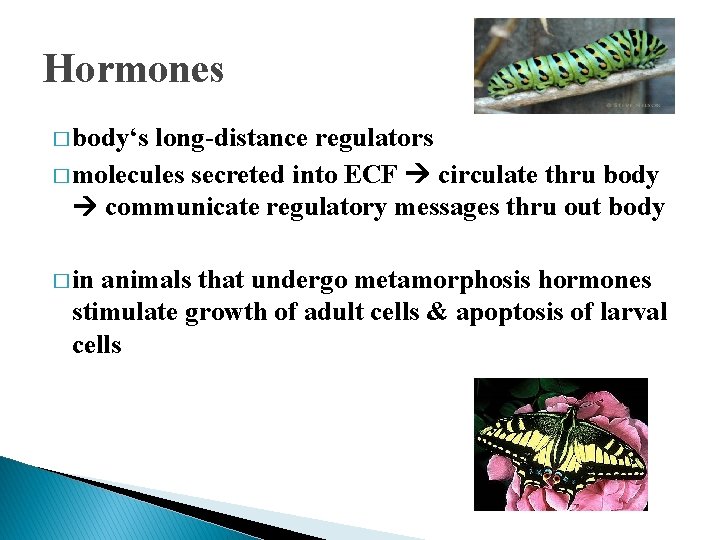 Hormones � body‘s long-distance regulators � molecules secreted into ECF circulate thru body communicate Hormones � body‘s long-distance regulators � molecules secreted into ECF circulate thru body communicate