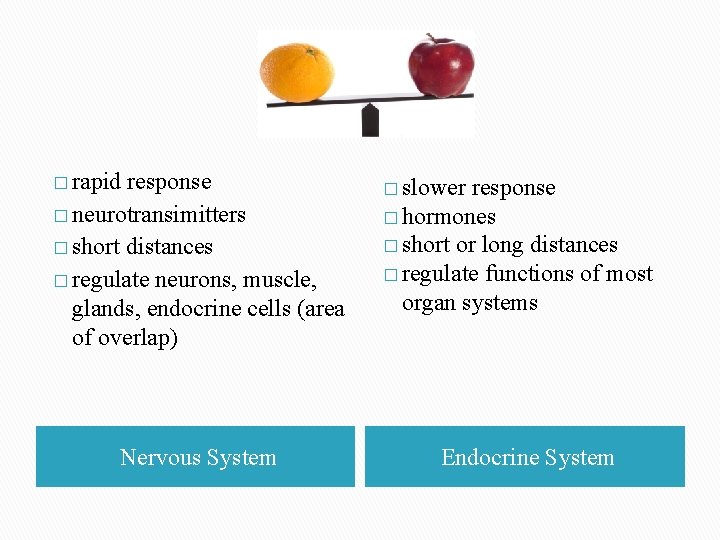 � rapid response � neurotransimitters � short distances � regulate neurons, muscle, glands, endocrine � rapid response � neurotransimitters � short distances � regulate neurons, muscle, glands, endocrine