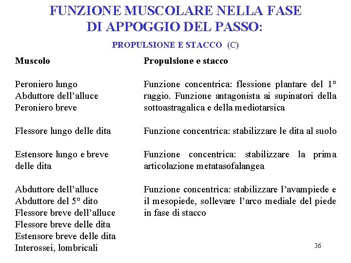 FUNZIONE MUSCOLARE NELLA FASE DI APPOGGIO DEL PASSO: PROPULSIONE E STACCO (C) Muscolo Propulsione