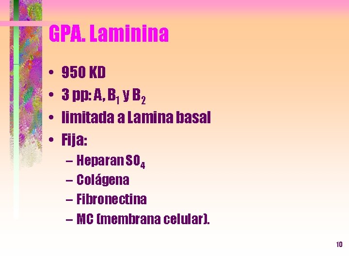 GPA. Laminina • • 950 KD 3 pp: A, B 1 y B 2