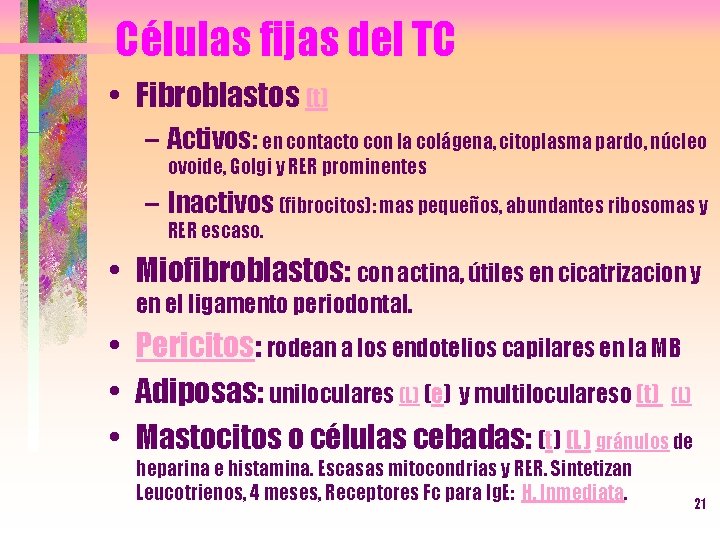 Células fijas del TC • Fibroblastos (t) – Activos: en contacto con la colágena,