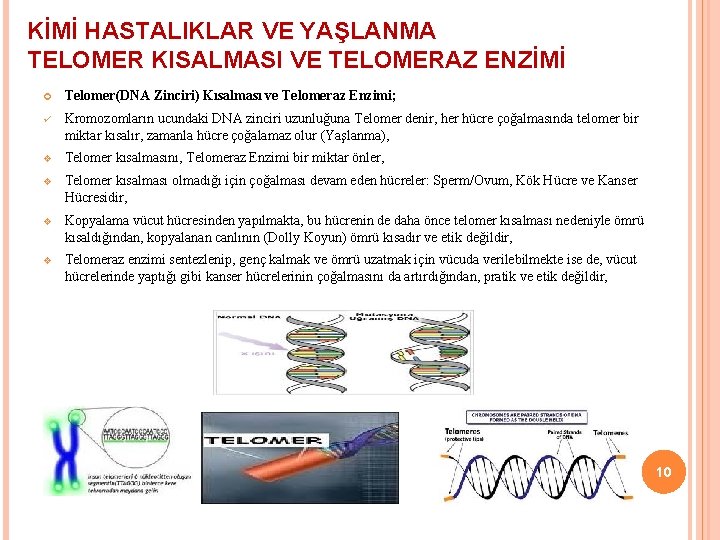 KİMİ HASTALIKLAR VE YAŞLANMA TELOMER KISALMASI VE TELOMERAZ ENZİMİ Telomer(DNA Zinciri) Kısalması ve Telomeraz