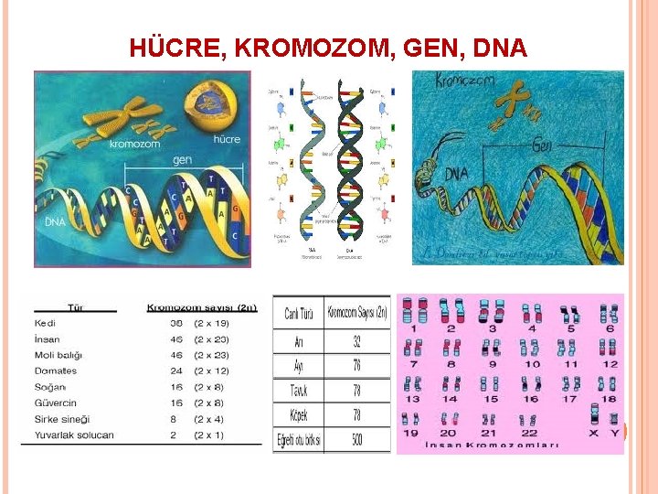 HÜCRE, KROMOZOM, GEN, DNA 12 