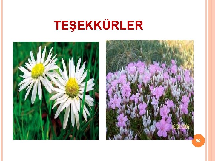 TEŞEKKÜRLER 50 