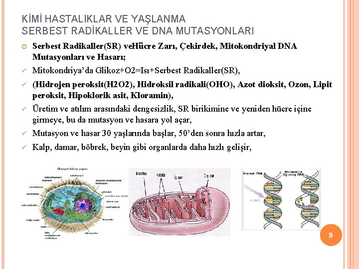 KİMİ HASTALIKLAR VE YAŞLANMA SERBEST RADİKALLER VE DNA MUTASYONLARI Serbest Radikaller(SR) ve. Hücre Zarı,