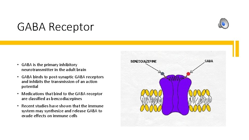 GABA Receptor • GABA is the primary inhibitory neurotransmitter in the adult brain •