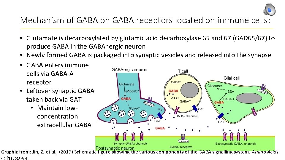 Mechanism of GABA on GABA receptors located on immune cells: • Glutamate is decarboxylated