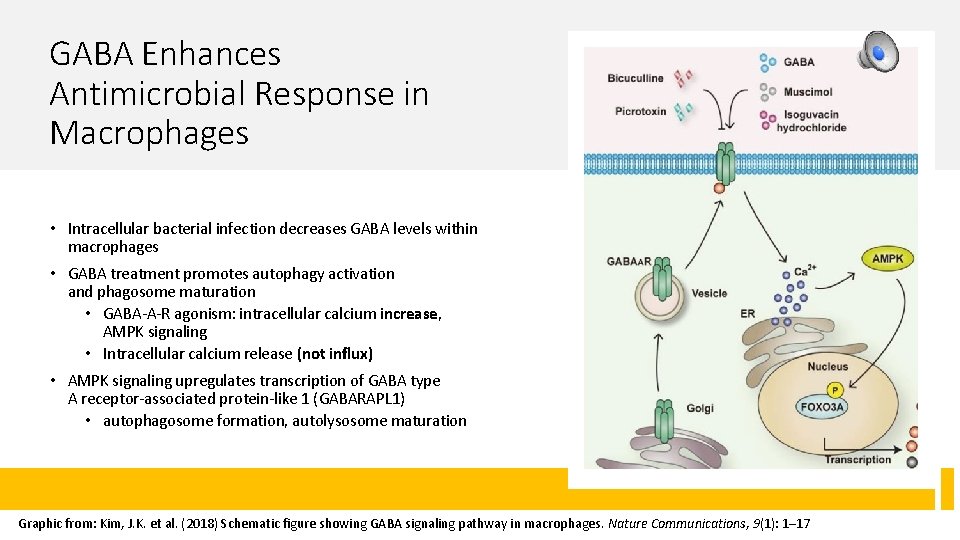 GABA Enhances Antimicrobial Response in Macrophages • Intracellular bacterial infection decreases GABA levels within