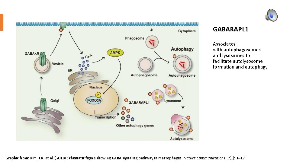 GABARAPL 1 Associates with autophagosomes and lysosomes to facilitate autolysosome formation and autophagy Graphic