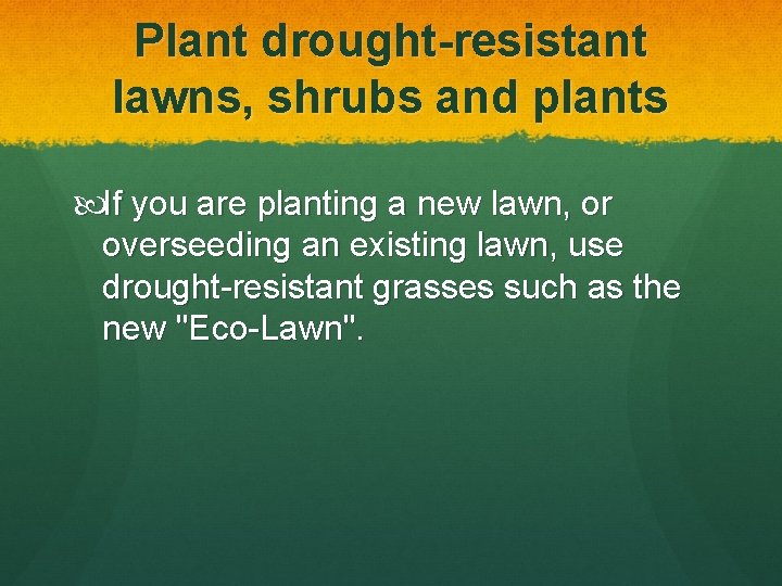 Plant drought-resistant lawns, shrubs and plants If you are planting a new lawn, or