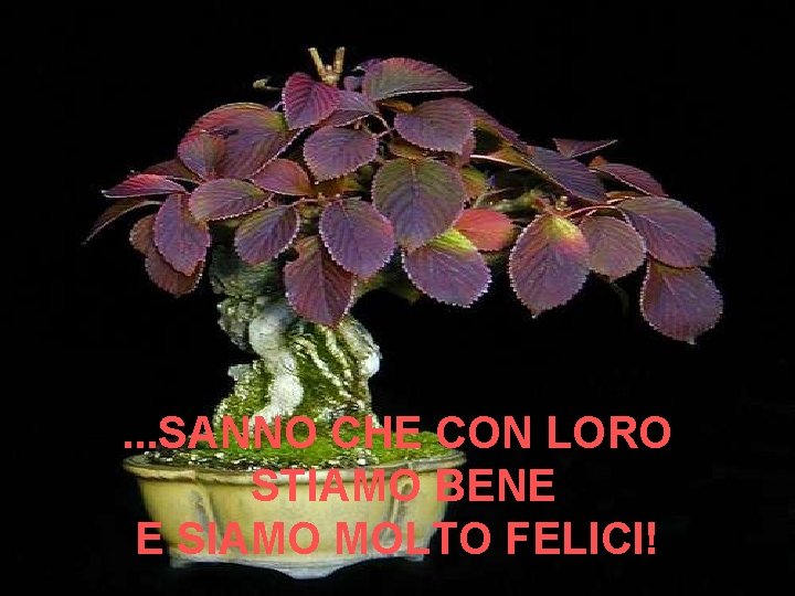 . . . SANNO CHE CON LORO STIAMO BENE E SIAMO MOLTO FELICI! 