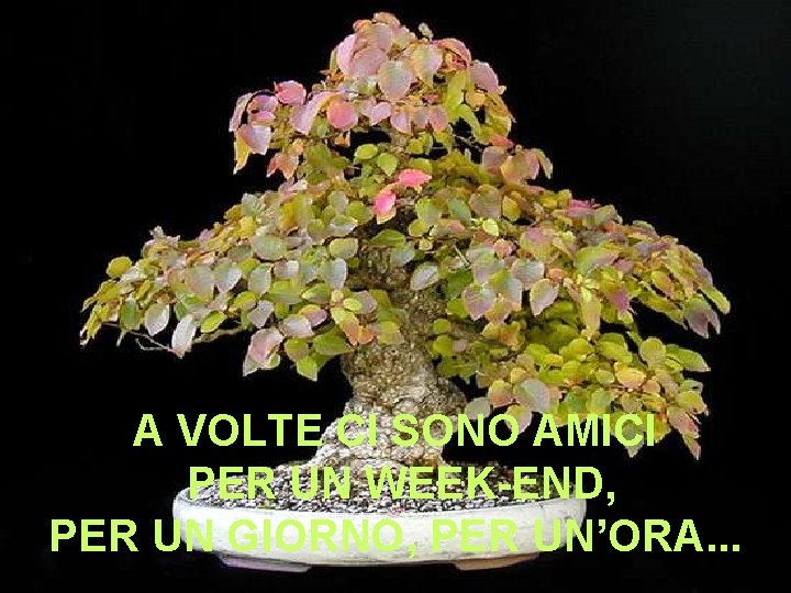 A VOLTE CI SONO AMICI PER UN WEEK-END, PER UN GIORNO, PER UN’ORA. .