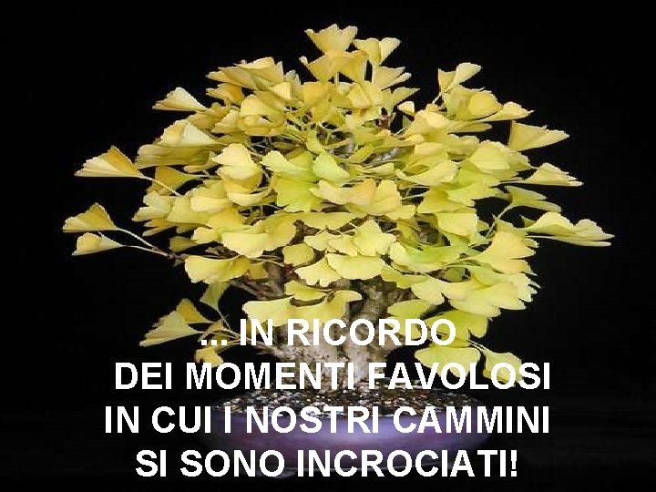 . . . IN RICORDO DEI MOMENTI FAVOLOSI IN CUI I NOSTRI CAMMINI SI