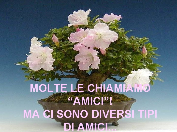 MOLTE LE CHIAMIAMO “AMICI”! MA CI SONO DIVERSI TIPI DI AMICI. . . 