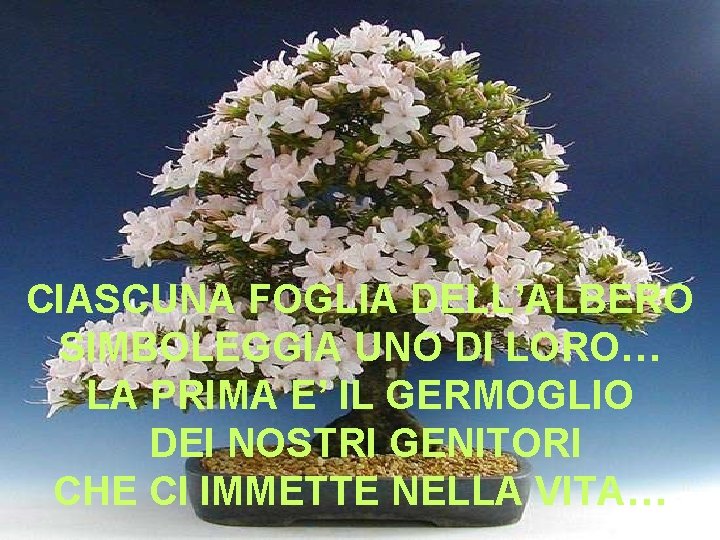 CIASCUNA FOGLIA DELL’ALBERO SIMBOLEGGIA UNO DI LORO… LA PRIMA E’ IL GERMOGLIO DEI NOSTRI