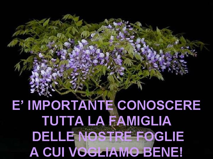 E’ IMPORTANTE CONOSCERE TUTTA LA FAMIGLIA DELLE NOSTRE FOGLIE A CUI VOGLIAMO BENE! 