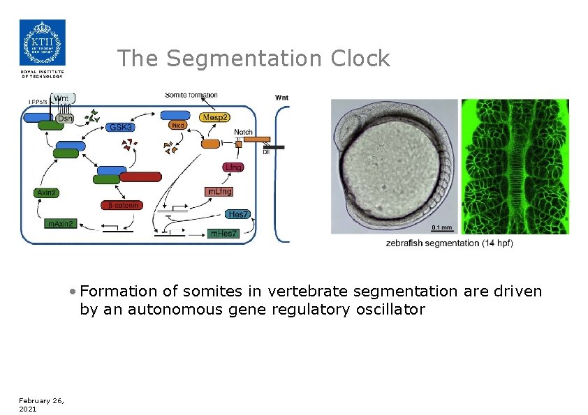 The Segmentation Clock • Formation of somites in vertebrate segmentation are driven by an