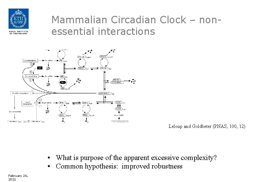 Mammalian Circadian Clock – nonessential interactions Leloup and Goldbeter (PNAS, 100, 12) • What