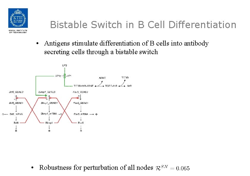 Bistable Switch in B Cell Differentiation • Antigens stimulate differentiation of B cells into