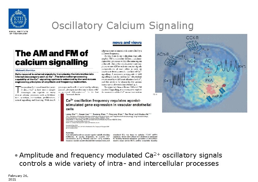 Oscillatory Calcium Signaling • Amplitude and frequency modulated Ca 2+ oscillatory signals controls a