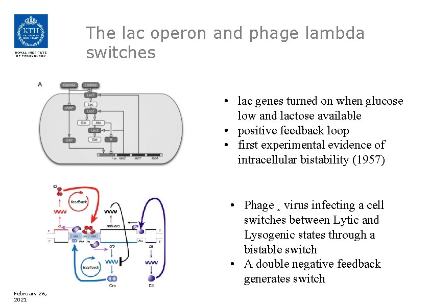 The lac operon and phage lambda switches • lac genes turned on when glucose