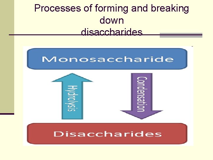 Processes of forming and breaking down disaccharides 