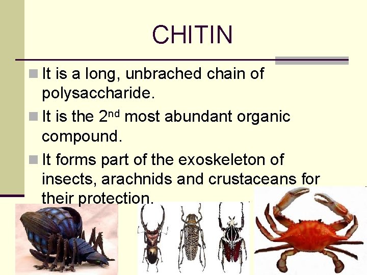 CHITIN n It is a long, unbrached chain of polysaccharide. n It is the