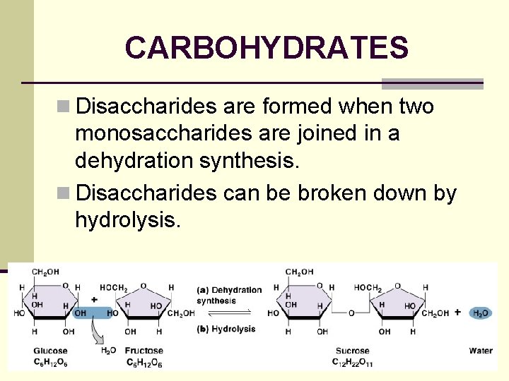 CARBOHYDRATES n Disaccharides are formed when two monosaccharides are joined in a dehydration synthesis.