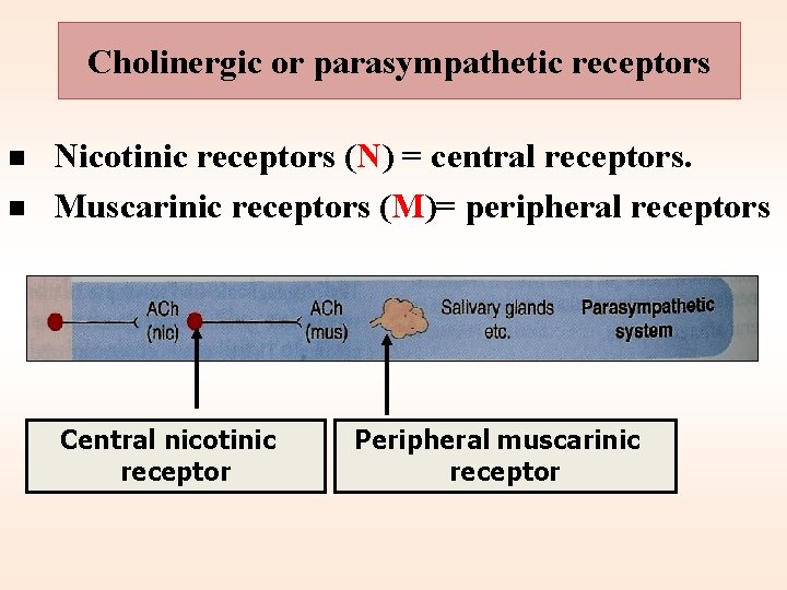Cholinergic or parasympathetic receptors n n Nicotinic receptors (N) = central receptors. Muscarinic receptors