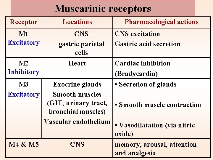 Muscarinic receptors Receptor M 1 Excitatory M 2 Inhibitory M 3 Excitatory M 4