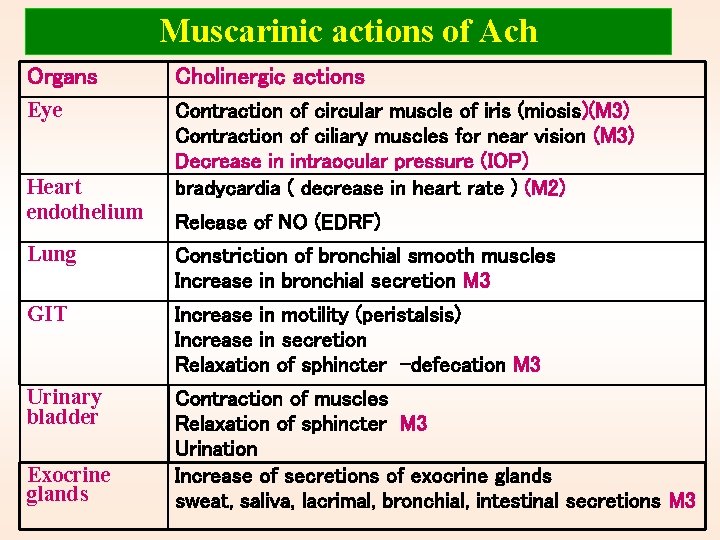 Muscarinic actions of Ach Organs Cholinergic actions Eye Contraction of circular muscle of iris