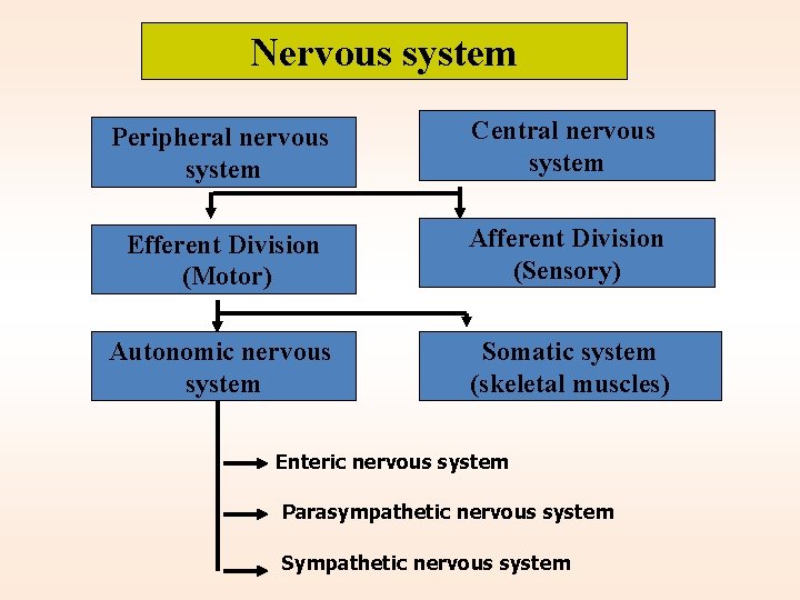 Nervous system Peripheral nervous system Central nervous system Efferent Division (Motor) Afferent Division (Sensory)