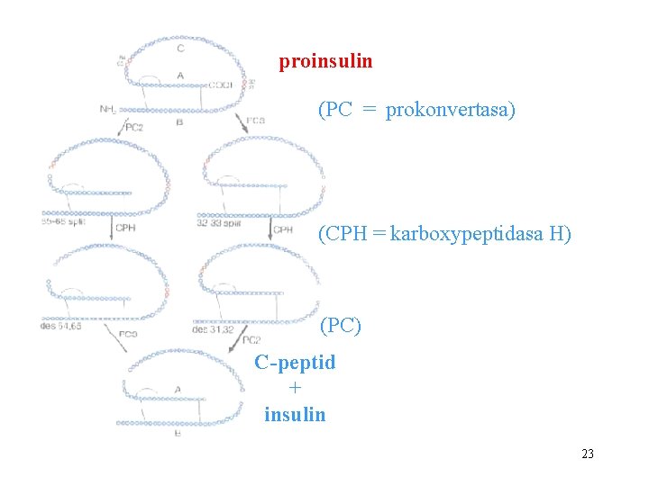 proinsulin (PC = prokonvertasa) (CPH = karboxypeptidasa H) (PC) C-peptid + insulin 23 