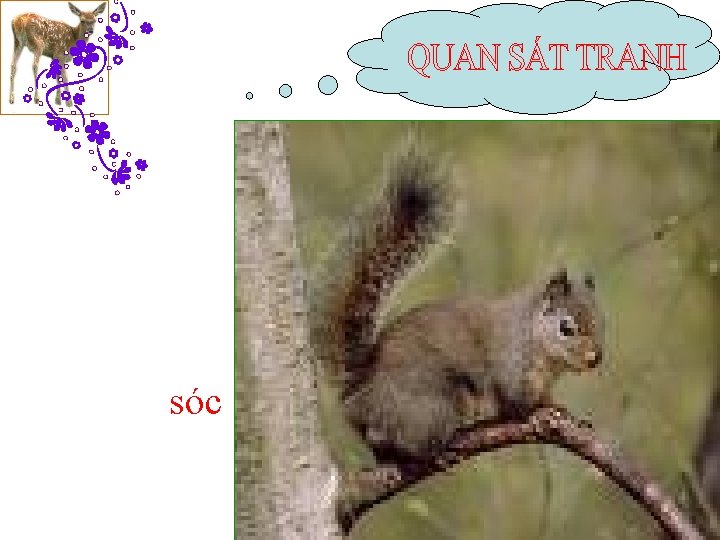 sóc 