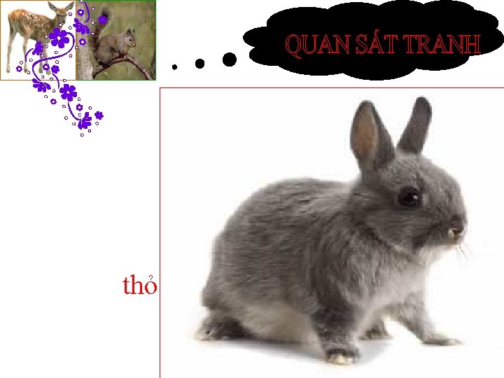 thỏ 