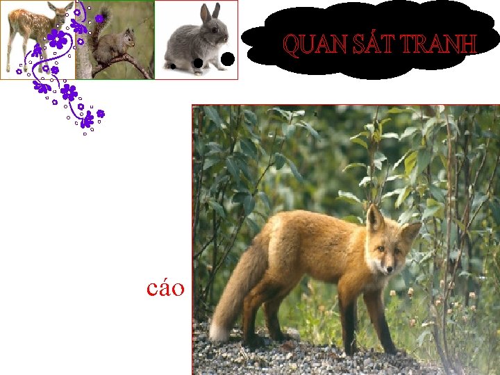 cáo 