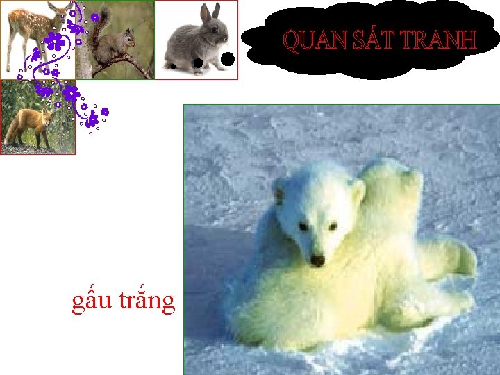 gấu trắng 